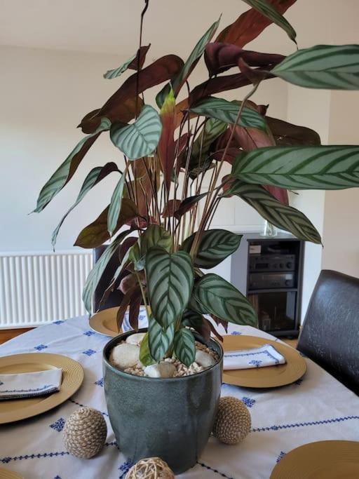 Spacious 5 Bedroom 11 Guest Family House In